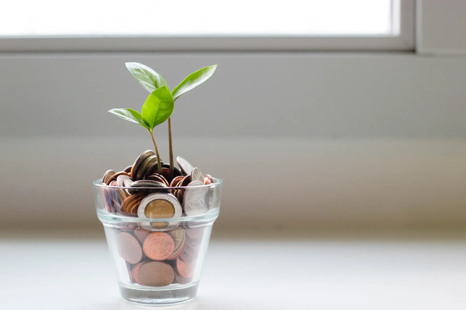 vase with coins as soil with plant in it in a clean set up near the window